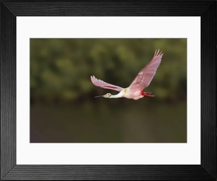 Framed Print : Roseate spoonbill flying, Stick Marsh, Florida