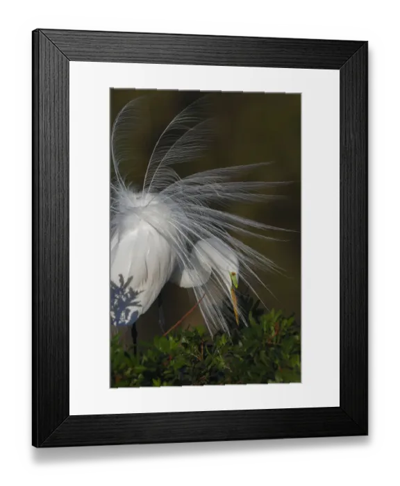 Framed Print : Great egret in courtship display in full breeding plumage, Venice rookery, Venice, Florida Framed Print : Great egret in courtship display in full breeding plumage, Venice rookery, Venice, Florida