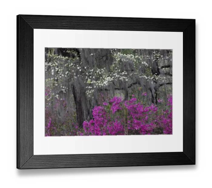 Framed Print : Flowering dogwood trees and azaleas in full bloom in spring, Bonaventure Cemetery, Savannah, Georgia