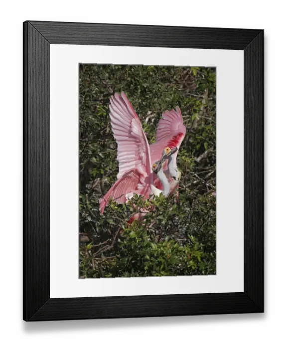 Framed Print : Roseate spoonbills fighting over nesting territory in rookery, Stick Marsh, Florida Framed Print : Roseate spoonbills fighting over nesting territory in rookery, Stick Marsh, Florida