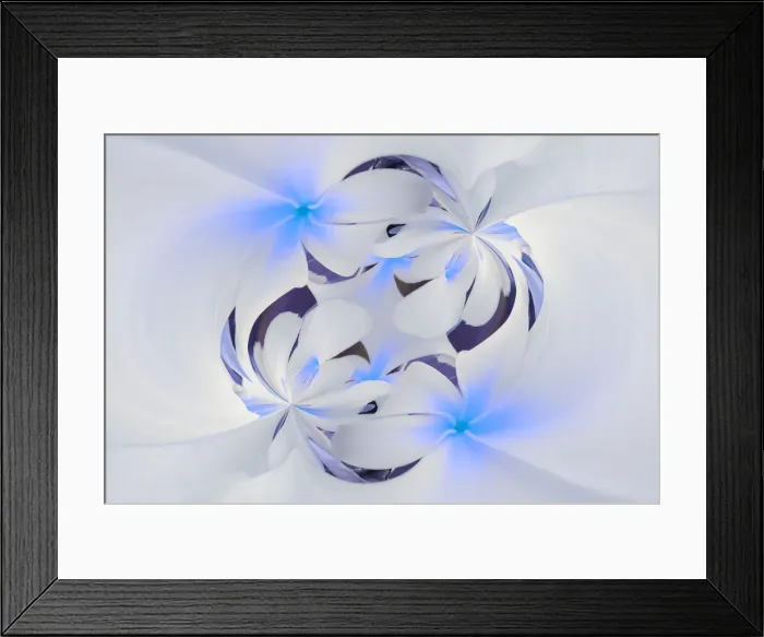 Framed Print : Plumerias a genus of flowering plants in the dogbane family, Maui, Hawaii Framed Print : Plumerias a genus of flowering plants in the dogbane family, Maui, Hawaii
