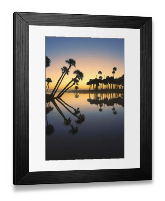 Framed Print : Sable palms silhouetted at sunrise on the Econlockhatchee River, a blackwater tributary of the St. Johns River, near Orlando, Florida Framed Print : Sable palms silhouetted at sunrise on the Econlockhatchee River, a blackwater tributary of the St. Johns River, near Orlando, Florida