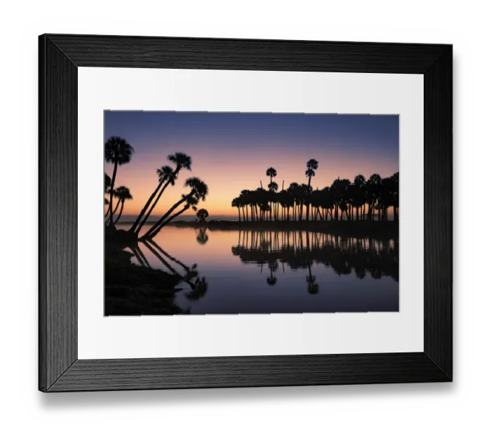Framed Print : Sable palms silhouetted at sunrise on the Econlockhatchee River, a blackwater tributary of the St. Johns River, near Orlando, Florida Framed Print : Sable palms silhouetted at sunrise on the Econlockhatchee River, a blackwater tributary of the St. Johns River, near Orlando, Florida