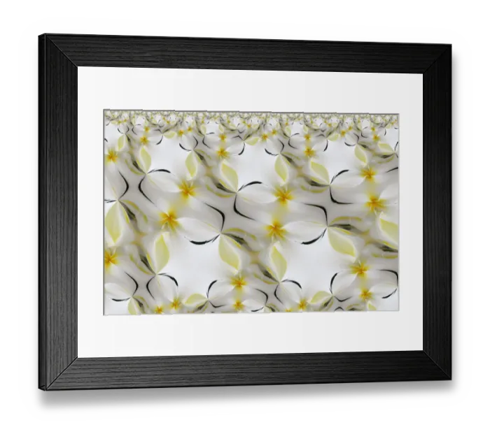Framed Print : Plumerias a genus of flowering plants in the dogbane family, Maui, Hawaii
