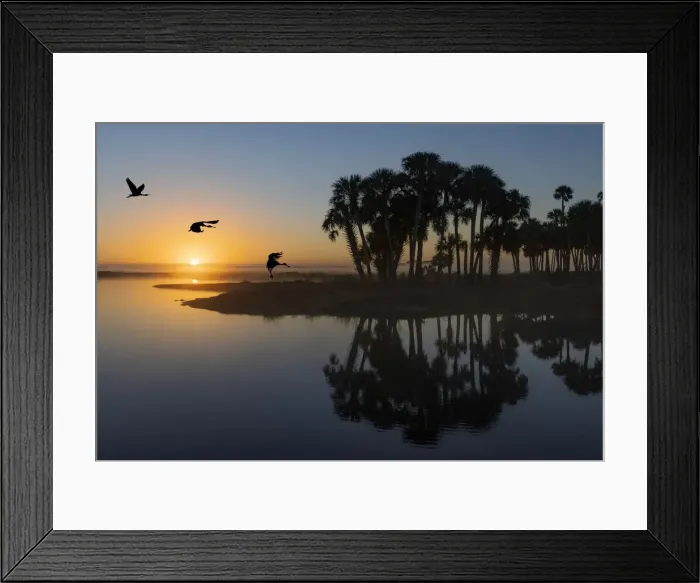 Framed Print : Sable palms silhouetted at sunrise on the Econlockhatchee River, a blackwater tributary of the St. Johns River, near Orlando, Florida Framed Print : Sable palms silhouetted at sunrise on the Econlockhatchee River, a blackwater tributary of the St. Johns River, near Orlando, Florida