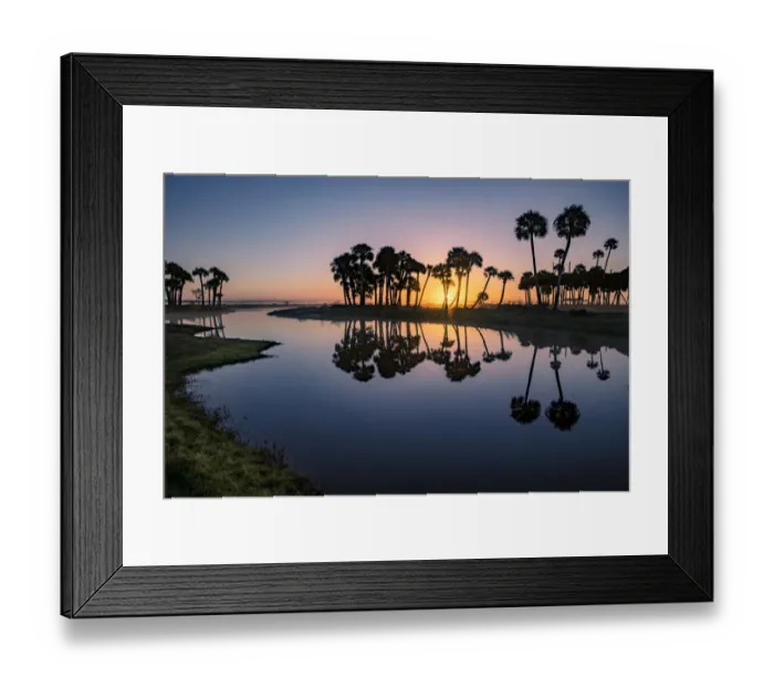 Framed Print : Sable palms silhouetted at sunrise on the Econlockhatchee River, a blackwater tributary of the St. Johns River, near Orlando, Florida Framed Print : Sable palms silhouetted at sunrise on the Econlockhatchee River, a blackwater tributary of the St. Johns River, near Orlando, Florida