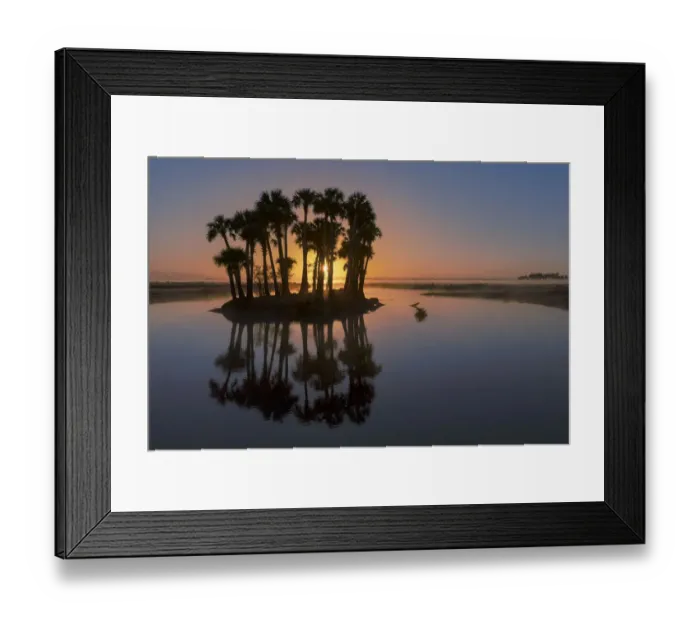 Framed Print : Sable palms silhouetted at sunrise on the Econlockhatchee River, a blackwater tributary of the St. Johns River, near Orlando, Florida