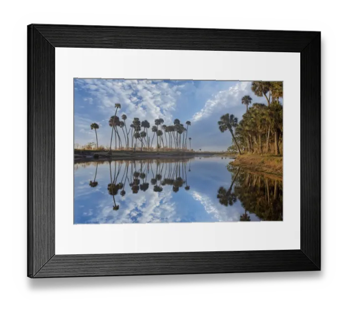 Framed Print : Sable palms reflected on the Econlockhatchee River, a blackwater tributary of the St. Johns River, near Orlando, Florida Framed Print : Sable palms reflected on the Econlockhatchee River, a blackwater tributary of the St. Johns River, near Orlando, Florida