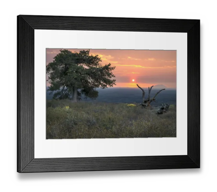 Framed Print : USA, Idaho, Craters of the Moon National Monument and Reserve. Limber pine, sagebrush and lava field at sunrise