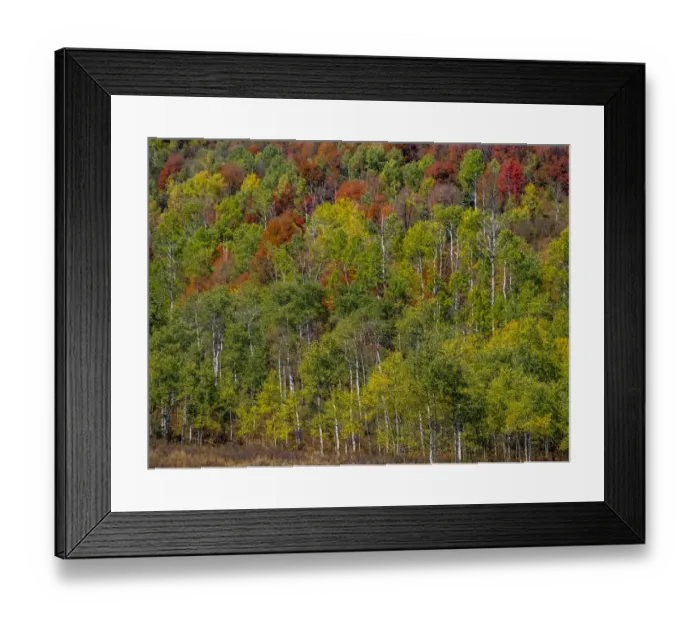 Framed Print : USA, Idaho, Highway 36 west of Liberty and hillsides covered with Canyon Maple and Aspens in autumn Framed Print : USA, Idaho, Highway 36 west of Liberty and hillsides covered with Canyon Maple and Aspens in autumn