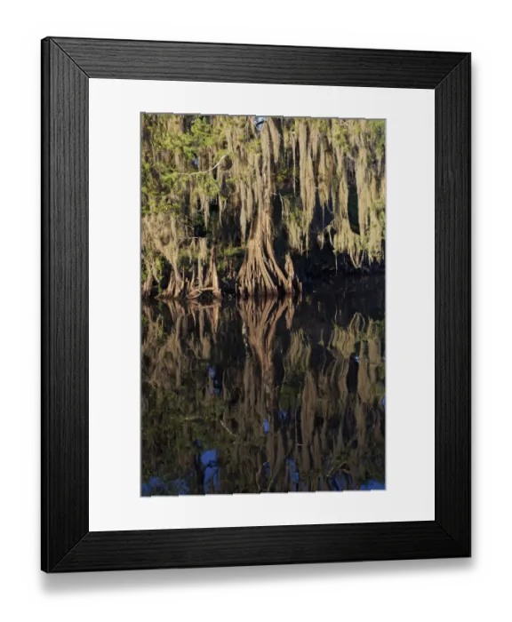 Framed Print : Cypress tree draped in Spanish moss along the Econlockhatchee River, a blackwater tributary of the St. Johns River, near Orlando, Florida Framed Print : Cypress tree draped in Spanish moss along the Econlockhatchee River, a blackwater tributary of the St. Johns River, near Orlando, Florida