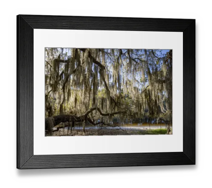 Framed Print : Oak tree draped in Spanish moss along the Econlockhatchee River, a blackwater tributary of the St. Johns River, near Orlando, Florida Framed Print : Oak tree draped in Spanish moss along the Econlockhatchee River, a blackwater tributary of the St. Johns River, near Orlando, Florida