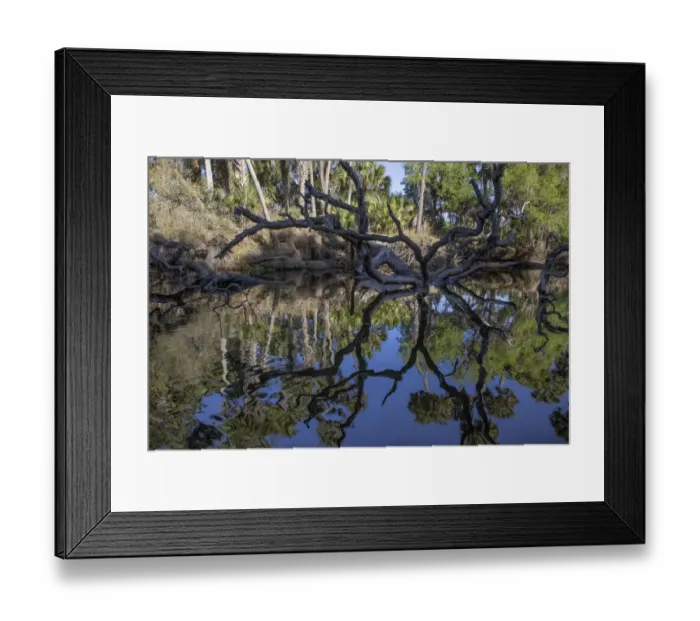 Framed Print : Fallen tree reflected on the Econlockhatchee River, a blackwater tributary of the St. Johns River, near Orlando, Florida Framed Print : Fallen tree reflected on the Econlockhatchee River, a blackwater tributary of the St. Johns River, near Orlando, Florida