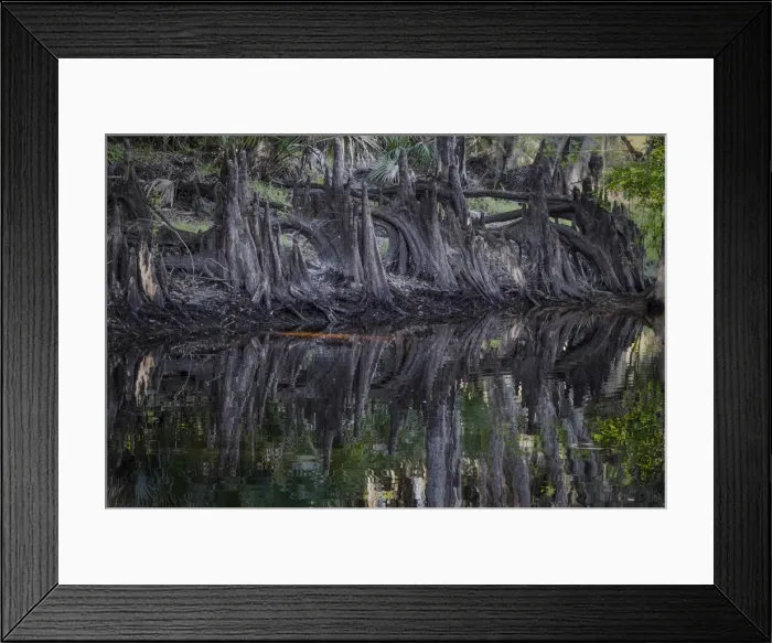 Framed Print : Cypress knees along, Econlockhatchee River, a blackwater tributary of the St. Johns River, near Orlando, Florida Framed Print : Cypress knees along, Econlockhatchee River, a blackwater tributary of the St. Johns River, near Orlando, Florida