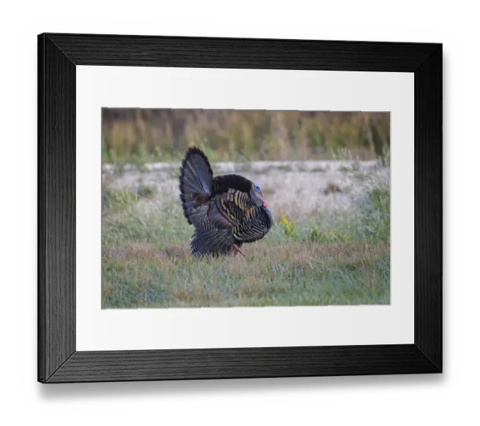 Framed Print : Osceola turkey, near Stick Marsh, Florida Framed Print : Osceola turkey, near Stick Marsh, Florida