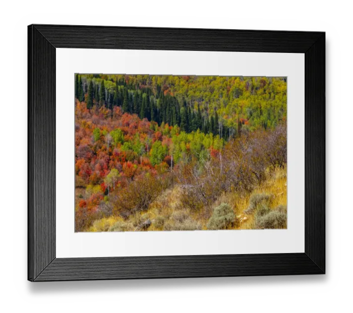 Framed Print : USA, Idaho, Highway 36 west of Liberty and hillsides covered with Canyon Maple and Aspens in autumn