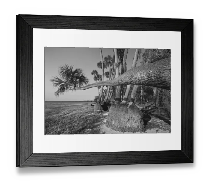 Framed Print : Sable palm tree along shoreline of Harney Lake at sunset, Florida Framed Print : Sable palm tree along shoreline of Harney Lake at sunset, Florida