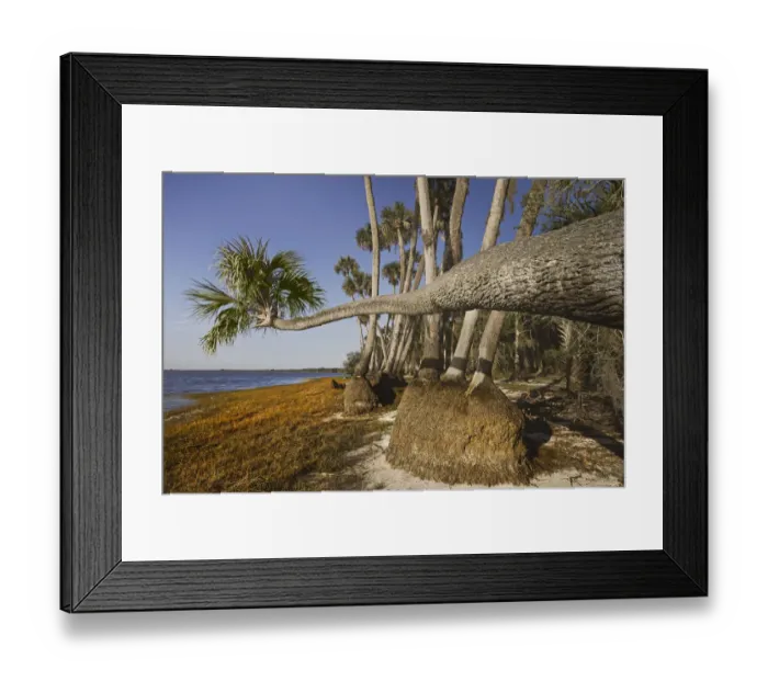 Framed Print : Sable palm tree along shoreline of Harney Lake at sunset, Florida Framed Print : Sable palm tree along shoreline of Harney Lake at sunset, Florida