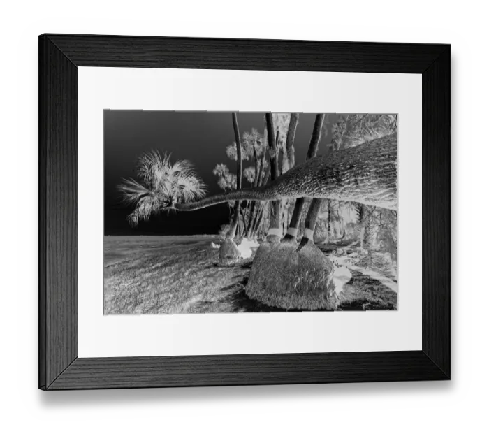 Framed Print : Sable palm tree along shoreline of Harney Lake at sunset, Florida Framed Print : Sable palm tree along shoreline of Harney Lake at sunset, Florida