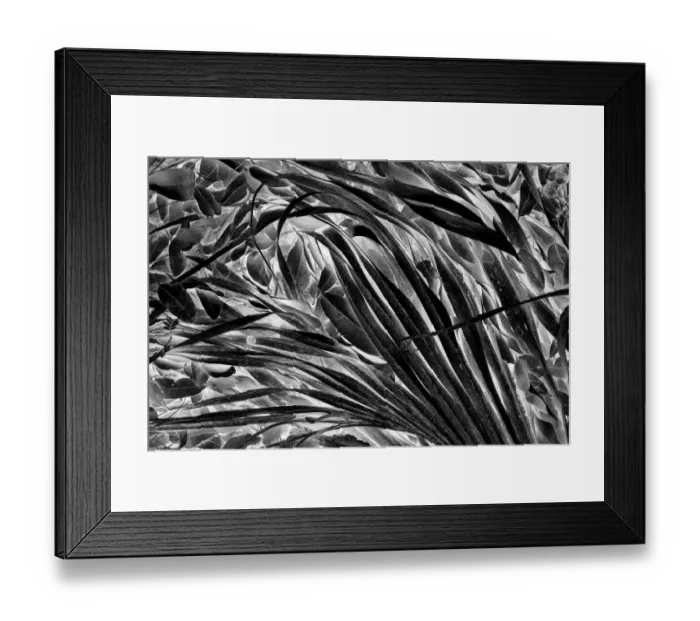 Framed Print : Sable palm frond on the ground in Black and white, Harney Lake, Florida