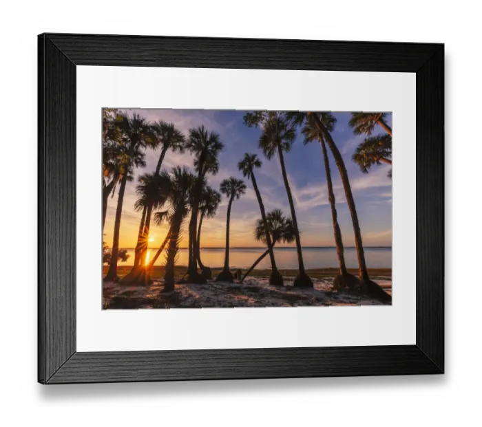 Framed Print : Sable palm tree silhouetted along shoreline of Harney Lake at sunset, Florida