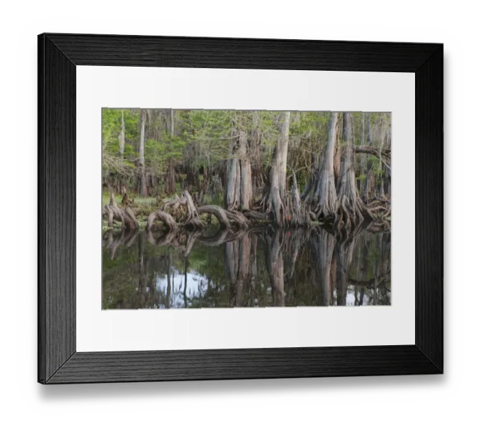 Framed Print : Early spring view of cypress trees reflecting on blackwater area of St. Johns River, central Florida