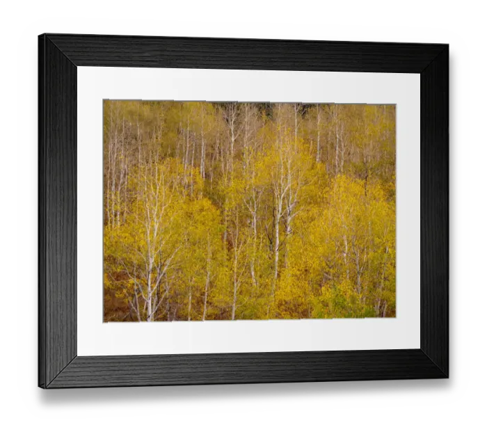 Framed Print : USA, Idaho, Highway 36 west of Liberty and hillsides covered with Aspens in autumn Framed Print : USA, Idaho, Highway 36 west of Liberty and hillsides covered with Aspens in autumn
