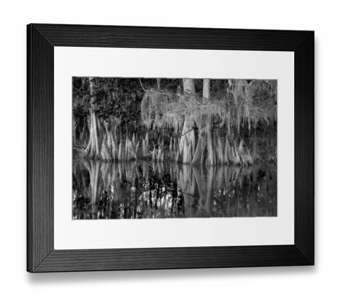 Framed Print : Early spring view of cypress trees reflecting on blackwater area of St. Johns River, central Florida Framed Print : Early spring view of cypress trees reflecting on blackwater area of St. Johns River, central Florida