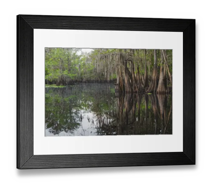 Framed Print : Early spring view of cypress trees reflecting on blackwater area of St. Johns River, central Florida Framed Print : Early spring view of cypress trees reflecting on blackwater area of St. Johns River, central Florida