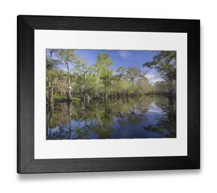 Framed Print : Early spring view of cypress trees reflecting on blackwater area of St. Johns River, central Florida Framed Print : Early spring view of cypress trees reflecting on blackwater area of St. Johns River, central Florida