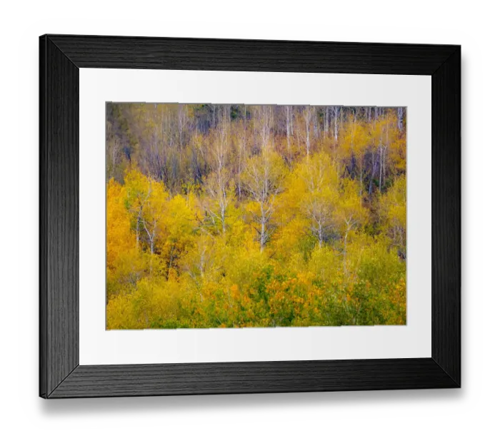 Framed Print : USA, Idaho, Highway 36 west of Liberty and hillsides covered with Aspens in autumn Framed Print : USA, Idaho, Highway 36 west of Liberty and hillsides covered with Aspens in autumn