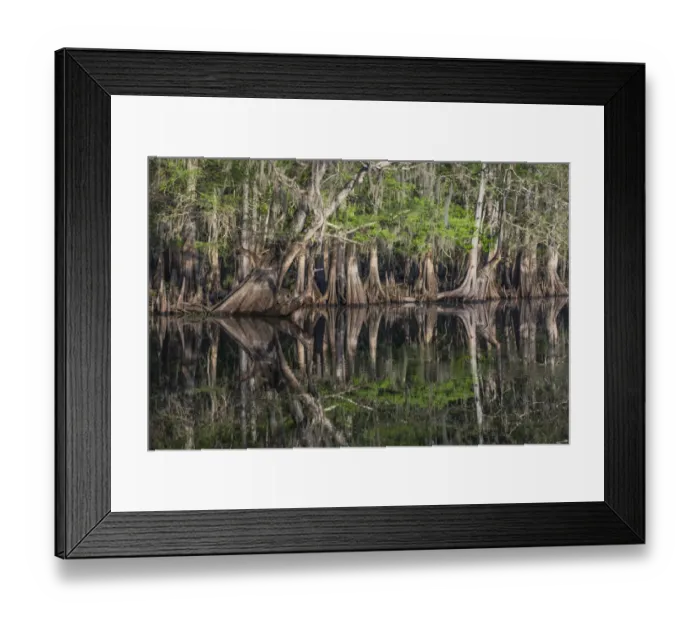 Framed Print : Early spring view of cypress trees reflecting on blackwater area of St. Johns River, central Florida Framed Print : Early spring view of cypress trees reflecting on blackwater area of St. Johns River, central Florida