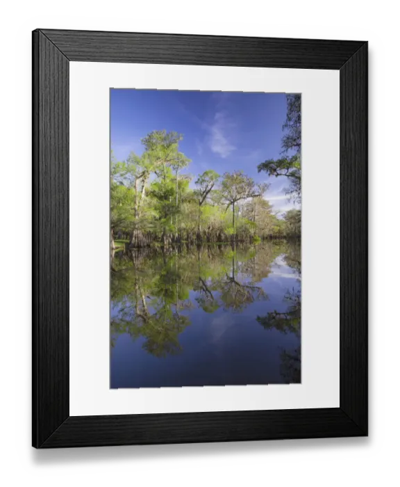 Framed Print : Early spring view of cypress trees reflecting on blackwater area of St. Johns River, central Florida Framed Print : Early spring view of cypress trees reflecting on blackwater area of St. Johns River, central Florida