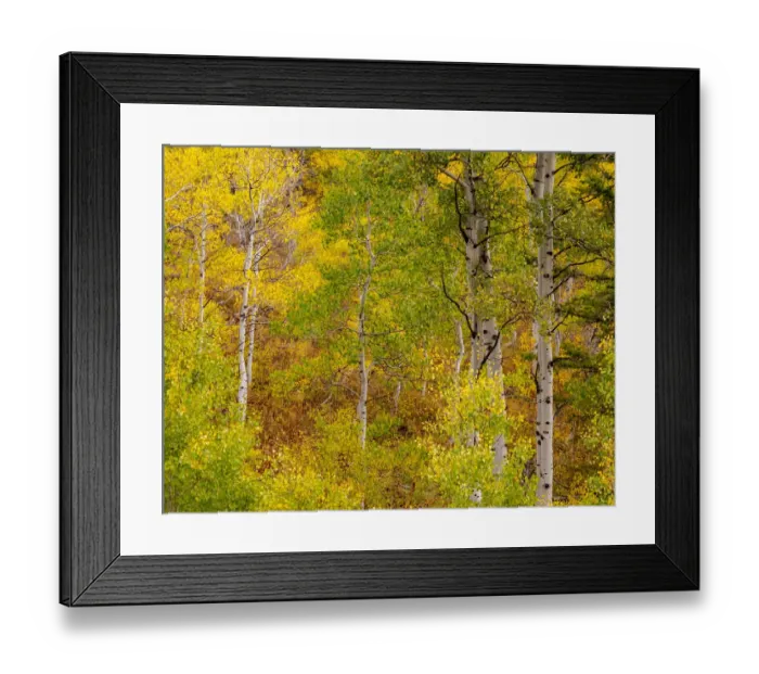 Framed Print : USA, Idaho, Highway 36 west of Liberty and hillsides covered with Aspens in autumn Framed Print : USA, Idaho, Highway 36 west of Liberty and hillsides covered with Aspens in autumn