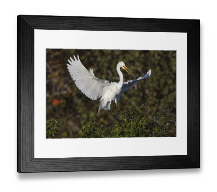 Framed Print : Great egret landing at nest site. Venice rookery, Venice, Florida