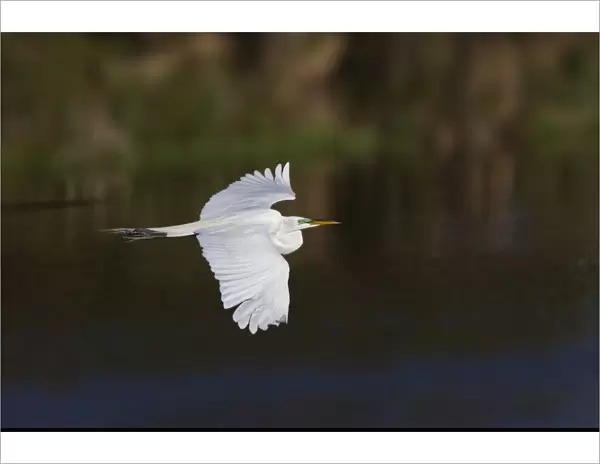Great egret flying. Venice rookery, Venice, Florida