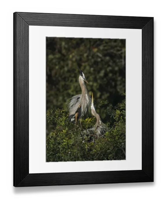 Framed Print : Blue Heron nest, Venice, Florida Framed Print : Blue Heron nest, Venice, Florida