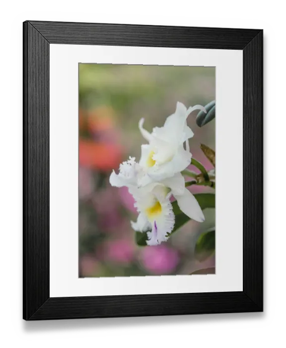 Framed Print : White orchids and soft colorful background, Butterfly World, Florida Framed Print : White orchids and soft colorful background, Butterfly World, Florida