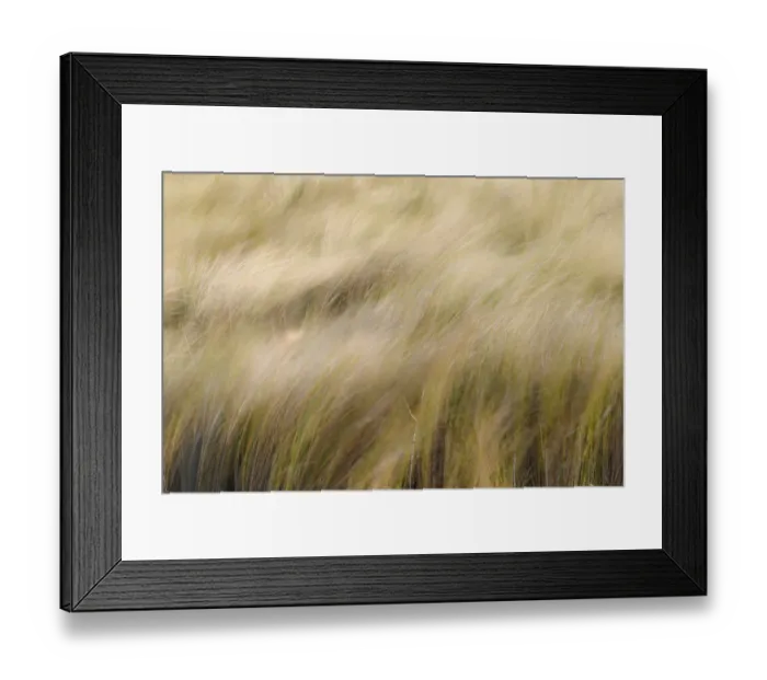 Framed Print : Abstract view of grasses blowing in the wind, Merritt Island National Wildlife Refuge, Florida