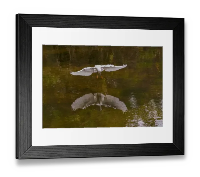 Framed Print : Snowy egret flying, Merritt Island National Wildlife Refuge, Florida Framed Print : Snowy egret flying, Merritt Island National Wildlife Refuge, Florida