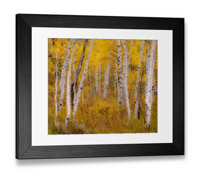Framed Print : USA, Idaho, Highway 36 west of Liberty and hillsides covered with Aspens in autumn Framed Print : USA, Idaho, Highway 36 west of Liberty and hillsides covered with Aspens in autumn