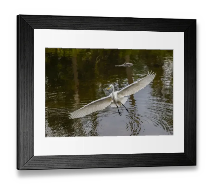 Framed Print : Male Great egret flying, Merritt Island National Wildlife Refuge, Florida Framed Print : Male Great egret flying, Merritt Island National Wildlife Refuge, Florida