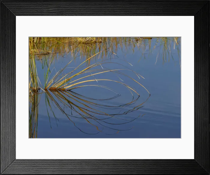 Framed Print : Golden reeds reflecting on still water, Lake Apopka Wildlife Drive, Apopka, Florida Framed Print : Golden reeds reflecting on still water, Lake Apopka Wildlife Drive, Apopka, Florida