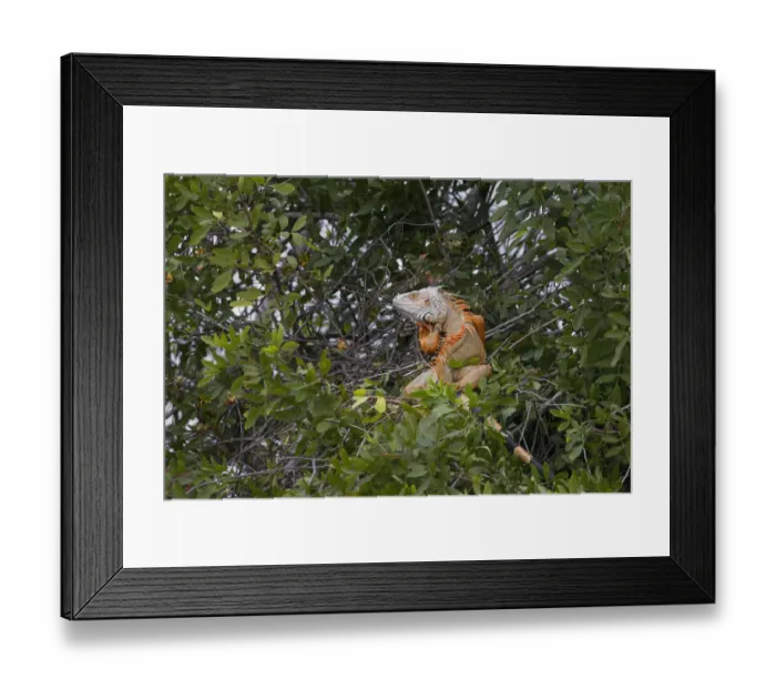 Framed Print : Large Green iguana, an invasive species in Florida