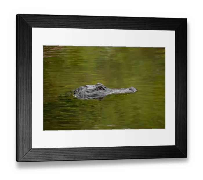 Framed Print : American alligator, Merritt Island National Wildlife Refuge, Florida