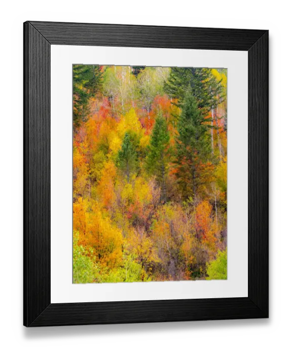 Framed Print : USA, Idaho, Highway 36 west of Liberty and hillsides covered with Canyon Maple and Aspens in autumn Framed Print : USA, Idaho, Highway 36 west of Liberty and hillsides covered with Canyon Maple and Aspens in autumn