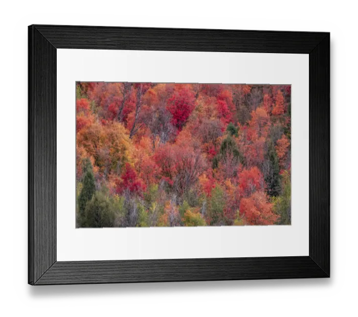 Framed Print : USA, Idaho, St. Charles, hillside along dirt road 411 and Fall colored Canyon Maples in Reds Framed Print : USA, Idaho, St. Charles, hillside along dirt road 411 and Fall colored Canyon Maples in Reds