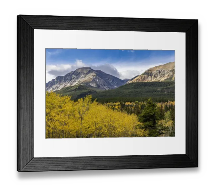 Framed Print : Autumn aspen grove with Bear Mountain in Glacier National Park, Montana, USA Framed Print : Autumn aspen grove with Bear Mountain in Glacier National Park, Montana, USA