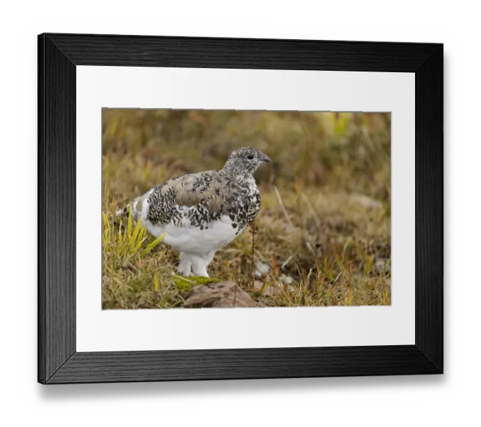 Framed Print : USA, Montana, Glacier National Park. White-tailed ptarmigan in autumn Framed Print : USA, Montana, Glacier National Park. White-tailed ptarmigan in autumn