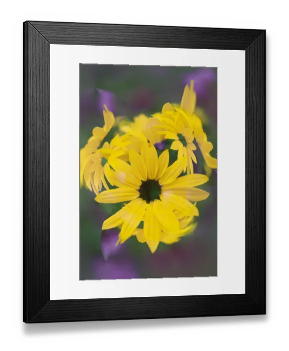 Framed Print : Coreopsis Flower, Louisville, Kentucky Framed Print : Coreopsis Flower, Louisville, Kentucky